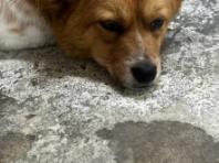 WAN "모로코, 2030년 월드컵 앞두고 유기견 살해"..FIFA에 공개 조사 촉구