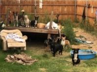 유실‧유기 동물 발견 시 1577-0954로 신고하세요