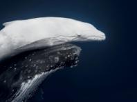 '2026 세계 자연 사진 어워드 (World Nature Photography Awards)'