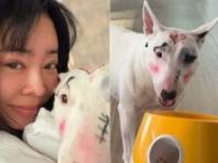 방송인 이혜영, 반려견에 낙서 같은 화장…‘동물 학대’ 논란