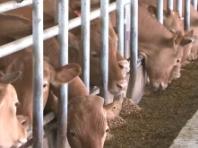 농식품부, 한우 조기 선발 씨수소 40마리 첫 선발