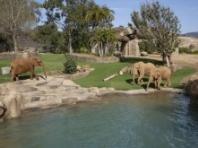 “울타리 없는 사바나”... 샌디에고 사파리 파크 ‘엘리펀트 밸리’  공식 개장