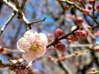 '4대 매화' 장성 백양사 '고불매(古佛梅)' 개화 