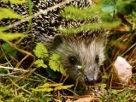 스위스, 고슴도치를 '2026 올해의 동물'로 선정