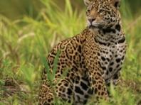 세계 보호 대상 이동성 야생 동물 개체수 2년 만에 44%에서 49%로 악화