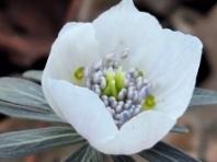 국립수목원, 한국 특산식물 ‘변산바람꽃’ 개화 소식 