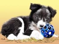 개들도 악몽을 꾸나요?