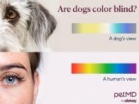 개는 어떤 색을 볼 수 있나요?