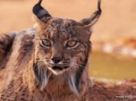 2026년 지구의 날에 기적적으로 부활한 동물 5종 