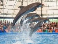 '야생 동물 관람' 상품 판매 중단하는 여행사들