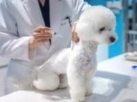 서울시, "안전한 산책 위해 광견병 예방접종 꼭 하세요"