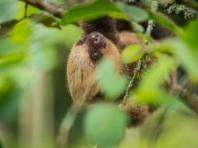 美 플로리다 '슬로스 월드' 나무늘보 30여 마리 폐사