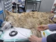 동물단체들 “늑구 탈출&포획…야생동물 전시 중단 촉구”