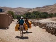 "극심한 폭염이 농식품 시스템을 위기로 몰아넣고 있다"- FAO-WMO 보고서