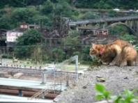 "기분 나빠서" 대만 허우통 고양이 마을서 페퍼 스프레이 분사한 28세 남성 검거