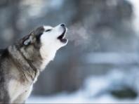 개들은 왜 사이렌 소리에  울부짖을까?  