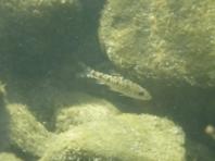 5월 멸종위기 야생생물 '어름치'