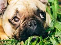 개 풀 뜯어먹는 소리?