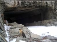 '생태통로', 야생 동물 '로드킬' 감소에 뚜렷한 효과