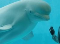거제씨월드서 17살 돌고래 '마크' 폐사…11년 사이 16마리 숨져