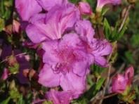 산철쭉 개화시작...작년보다 열흘 빨라