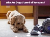 개들은 왜 진공청소기를 무서워할까?