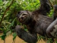 플로리다 관광 명소 '슬로스 월드', 나무늘보 31마리 폐사 후 폐쇄