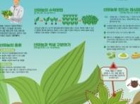 산림청, 4월 이달의 임산물로 ‘산마늘’ 선정