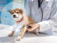 동물병원 마약류 취급 관리 강화, 오남용 근절에 총력