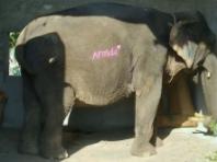 인도, 사진 촬영 중 분홍색 칠해진  사육 코끼리 사진 논란