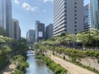 산림청이 추천하는 '순백의 눈꽃' 이팝나무 가로수길