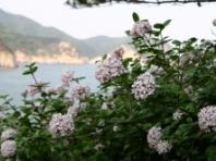 4월 ‘우리의 정원식물’,  분꽃나무(Viburnum carlesii Hemsl.)