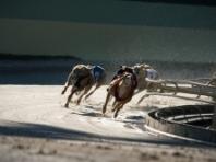'잔인한 스포츠' 그레이하운드 경주 전면 금지 요구 거세져 -The Gardian