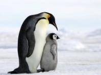 세계 펭귄의 날(4월25일), 멸종 위기 펭귄 종에 대한 이야기
