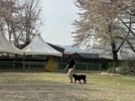 경기도, “맹견 키우려면 올해 말까지 꼭 허가 받으세요”