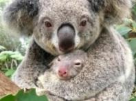 호주서 코알라 차량에 묶어 끌고 간 혐의로 67세 남성 체포