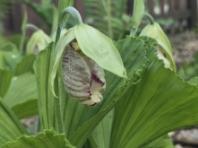 희귀 난초 '광릉요강꽃', 국립수목원서 활짝