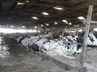 '배터리 카우(Battery Cow)'  확산, 영국 전역에서 논란  