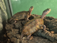 밀수로 적발된 멸종위기종 거북 28마리,원서식지인 베트남으로 이관