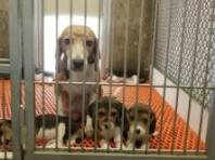 온타리오주, 캐나나 최초로 개와 고양이 대상 실험 금지 법안 통과