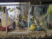미국 앵무새 농장의 참혹한 사육 실태 고발-PETA