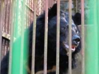 "철창에서 숲으로"... 사육곰 6마리, 북유럽 최대 사파리파크로 이송