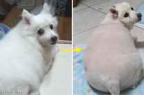 "털찐 줄 알았는데"..미용 후 드러난 강아지 본모습 보고 충격받은 주인