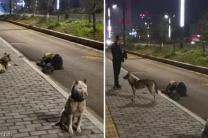 술 취해 도로서 잠든 주인 끝까지 지킨 강아지들