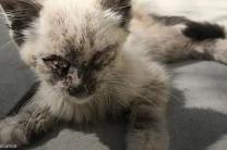 '사랑의 힘이란...' 뼈만 남아 죽어가던 고양이의 놀라운 변화