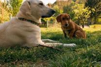 혼자 외출했다 '친구' 데리고 온 강아지.."얘도 키워줘!"