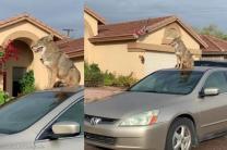 '이웃집 개인 줄 알았는데..' 마을에 나타난 야생동물의 정체는?