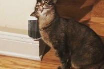 "대체 왜 그러는 거야?"...전세계 집사가 공개한 '이상한' 고양이들