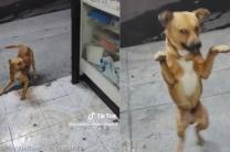 떠돌이 개에게 밥 챙겨줬더니...'기쁨의 춤으로 화답'