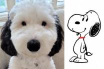 스누피 실사판 강아지 등장에 누리꾼 심쿵...'인형보다 더 닮아'